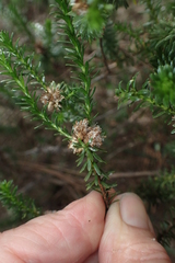Ozothamnus lycopodioides