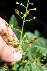 Scrophularia desertorum