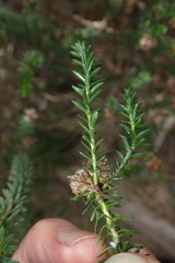 Ozothamnus lycopodioides