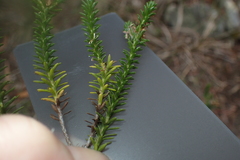 Ozothamnus lycopodioides