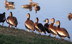 Dendrocygna autumnalis
