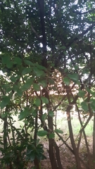 Diospyros chloroxylon