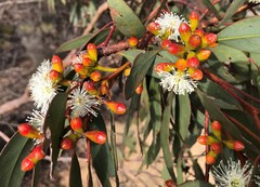 Eucalyptus phenax