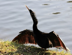 Anhinga anhinga