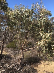 Eucalyptus phenax