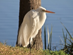 Ardea alba