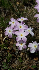 Phlox sibirica