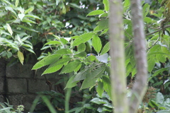 Rauenia bonariensis darwinii