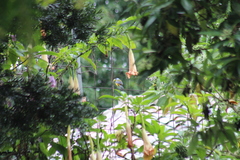 Rauenia bonariensis darwinii