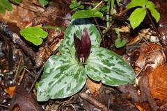 Trillium decumbens