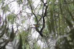 Rauenia bonariensis darwinii