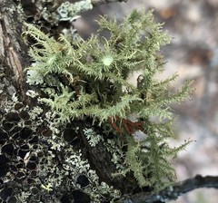 Usnea scabrida