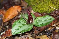 Trillium decumbens