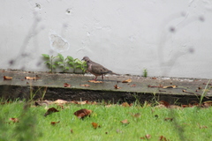 Zenaida auriculata hypoleuca