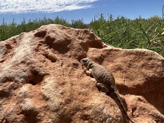 Tympanocryptis intima