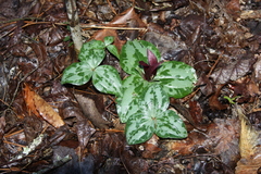 Trillium decumbens