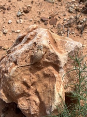 Tympanocryptis intima