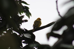 Sicalis flaveola valida