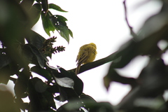 Sicalis flaveola valida