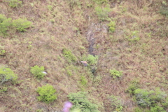 Parabuteo unicinctus harrisi