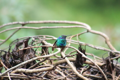 Colibri coruscans coruscans