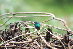 Colibri coruscans coruscans