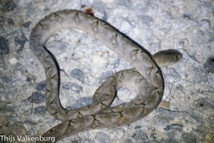 Toxicodryas adamanteus