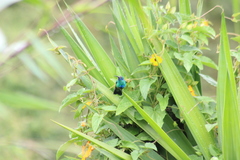 Colibri coruscans coruscans