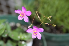 Phemeranthus calycinus