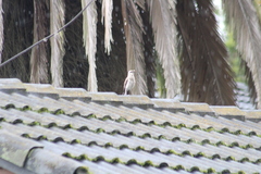 Mimus gilvus tolimensis