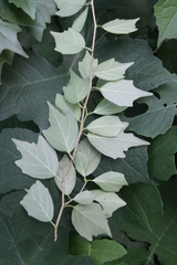 Maclura tricuspidata