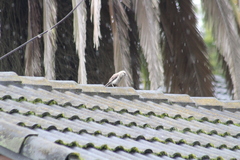 Mimus gilvus tolimensis