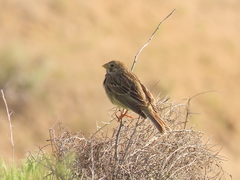 Emberiza calandra