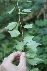 Maclura tricuspidata