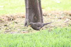 Turdus fuscater quindio