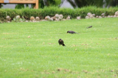 Turdus fuscater quindio