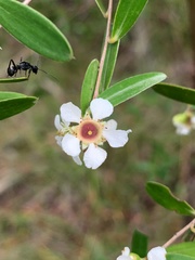 Leptospermum luehmannii