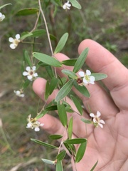 Leptospermum luehmannii