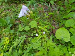 Cardamine bulbifera