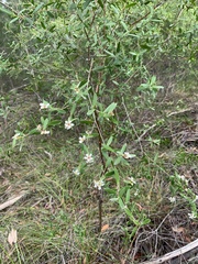 Leptospermum luehmannii