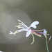 Oenothera filipes - Photo (c) Dwayne Estes, μερικά δικαιώματα διατηρούνται (CC BY-NC), uploaded by Dwayne Estes