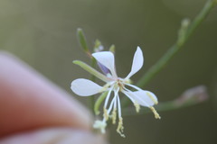 Oenothera filipes