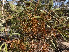 Eucalyptus leptophylla