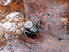 Coriarachne depressa