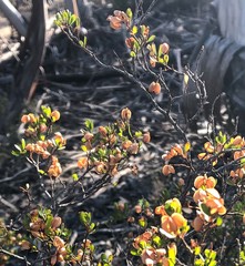 Dodonaea bursariifolia