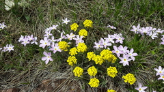 Phlox sibirica