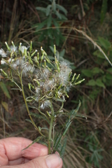 Senecio biserratus