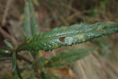 Senecio biserratus