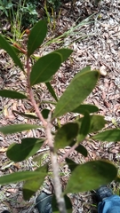 Asteropeia densiflora image