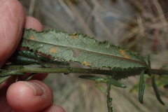Senecio biserratus